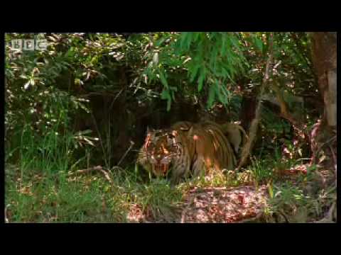 English through Films: Ek tha Tiger