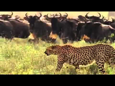 A day out in Serengeti