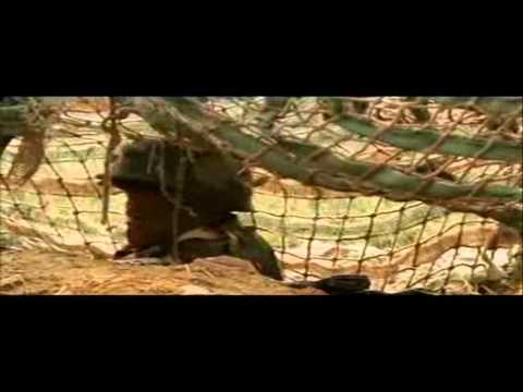 The gutsy bayonet men