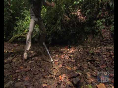 Photographing the deadly viper