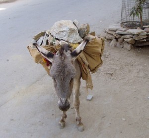 Better-English-speaking-Donkey-work